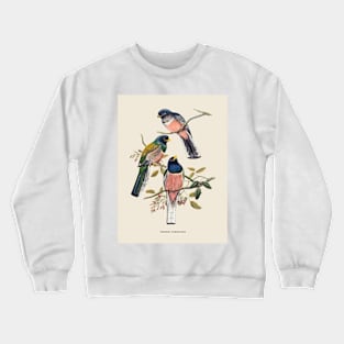 Blue-crowned Trogon Antique Naturalist Illustration Crewneck Sweatshirt